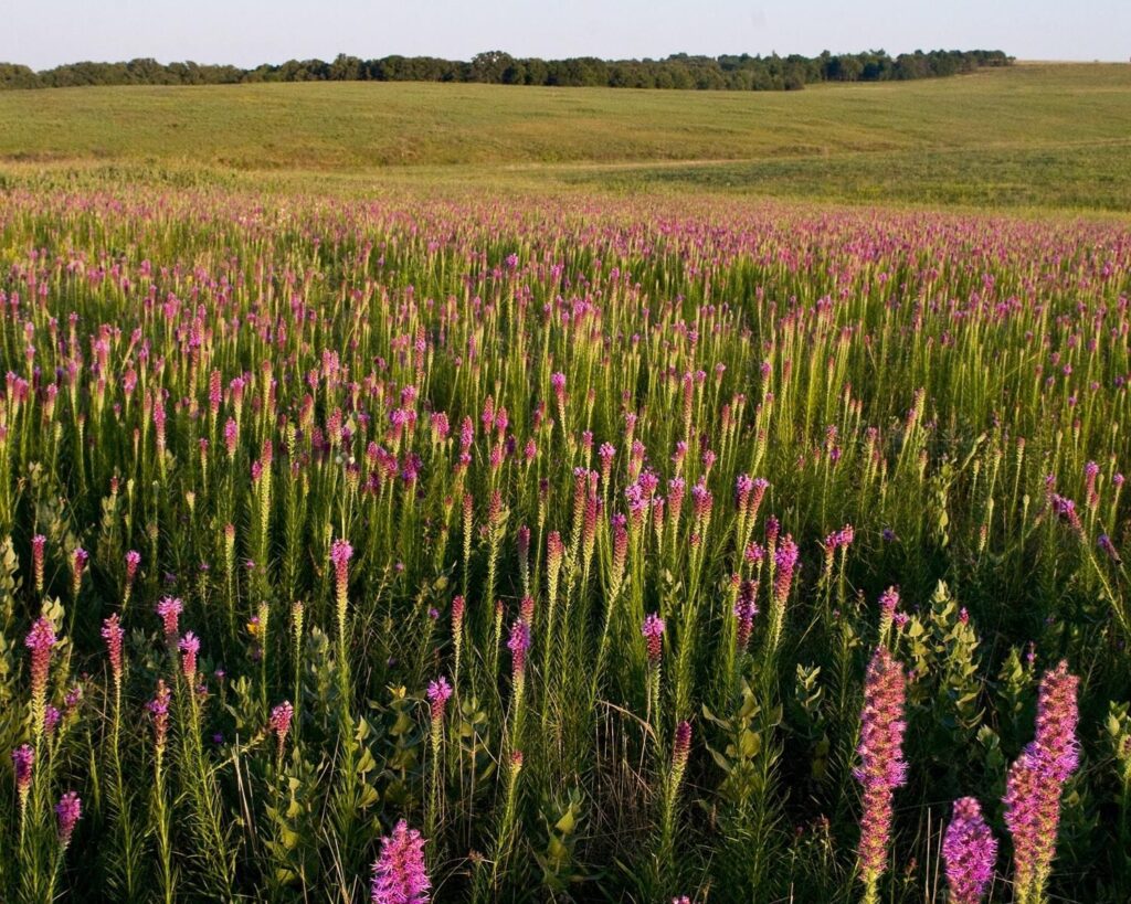 Field of purple and green prairie blazing stars