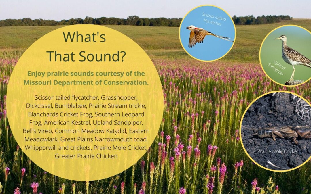 Missouri Prairie Sounds