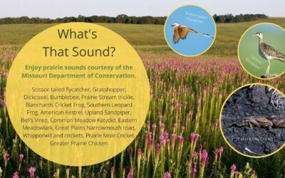 Missouri Prairie Sounds