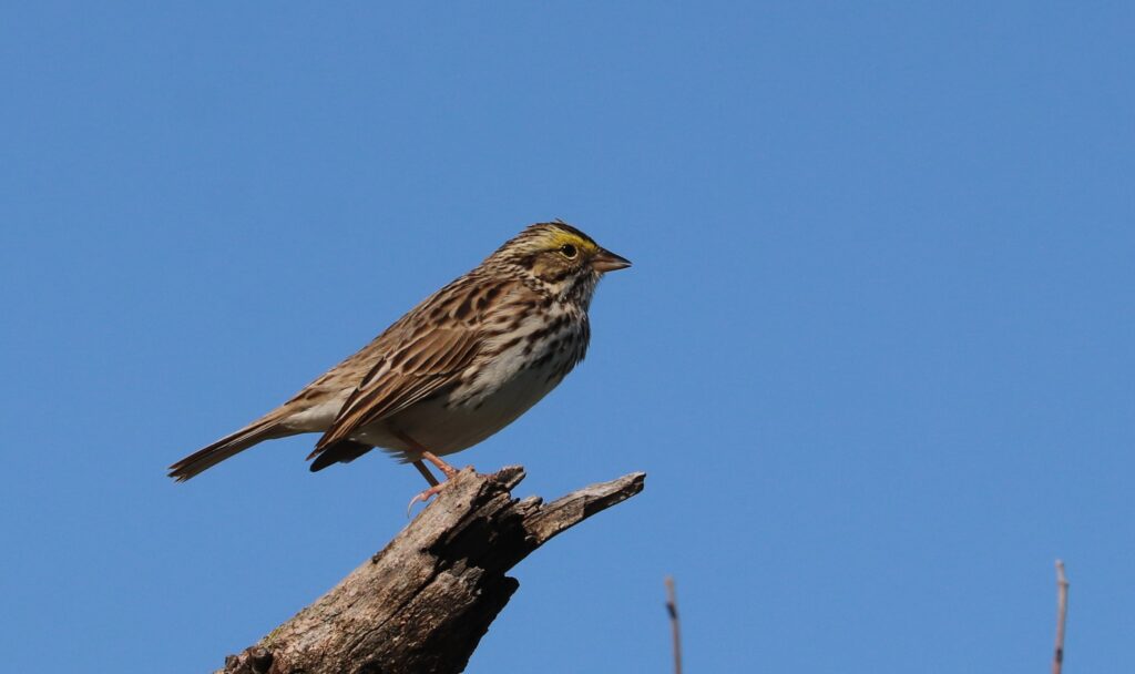 brown savanna sparrow bird against blue sky at pleasant run creek prairie