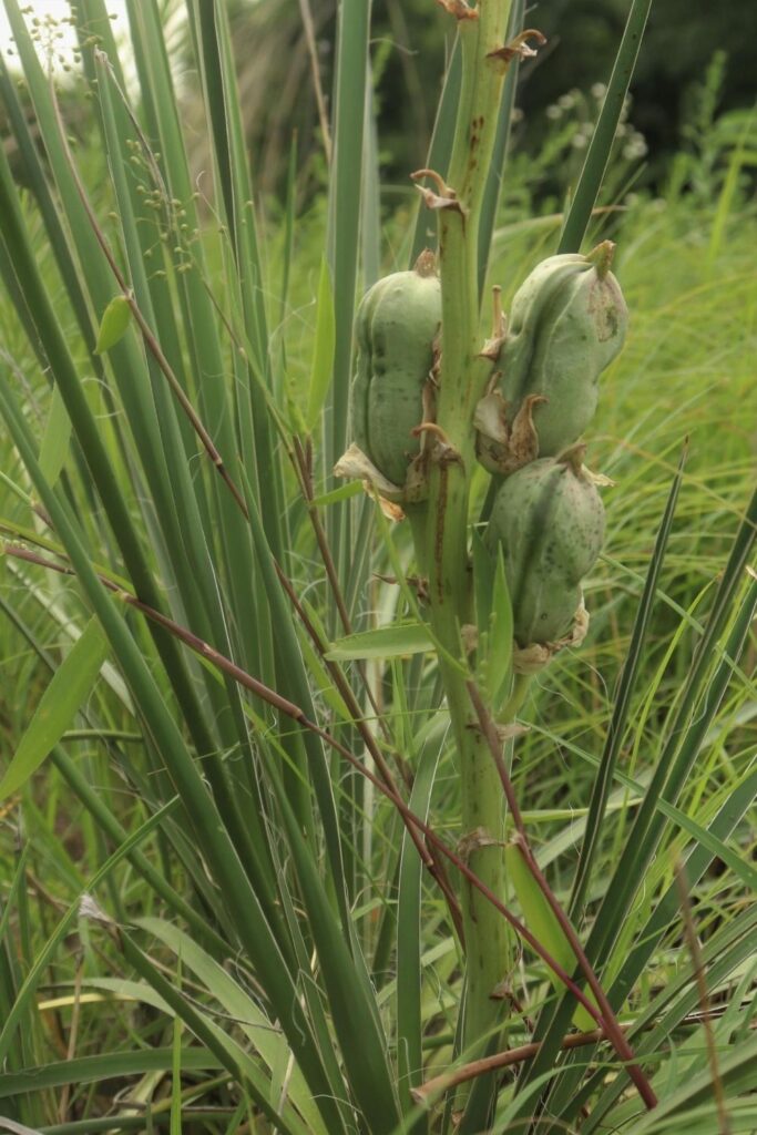 Green soapweed plant