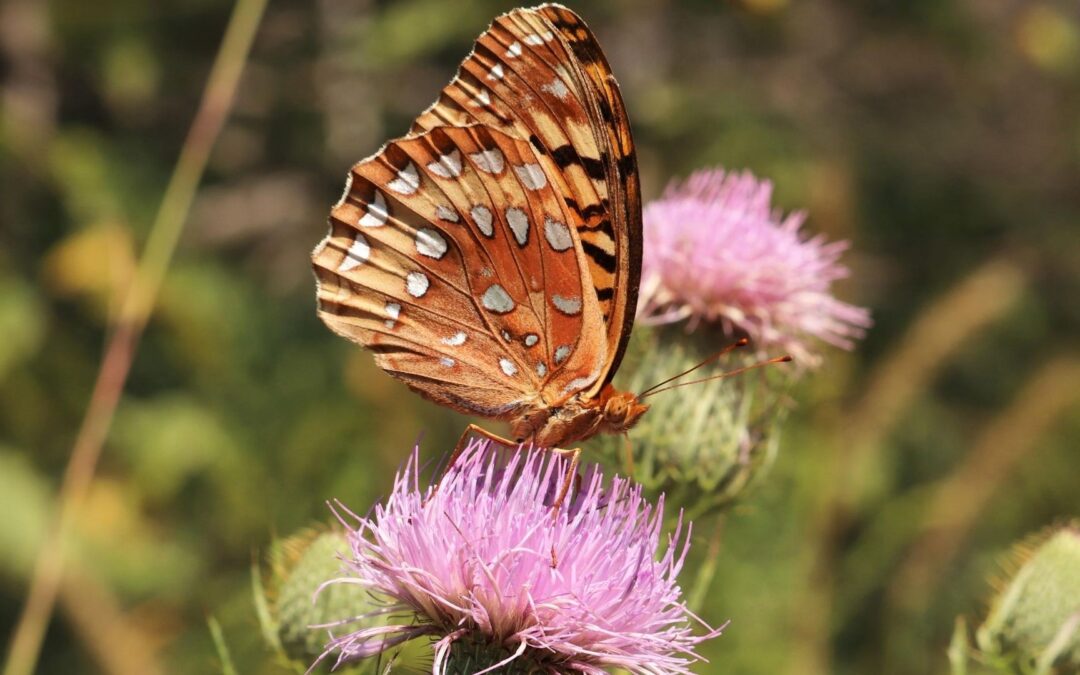 Wait! Don’t Kill that Thistle!