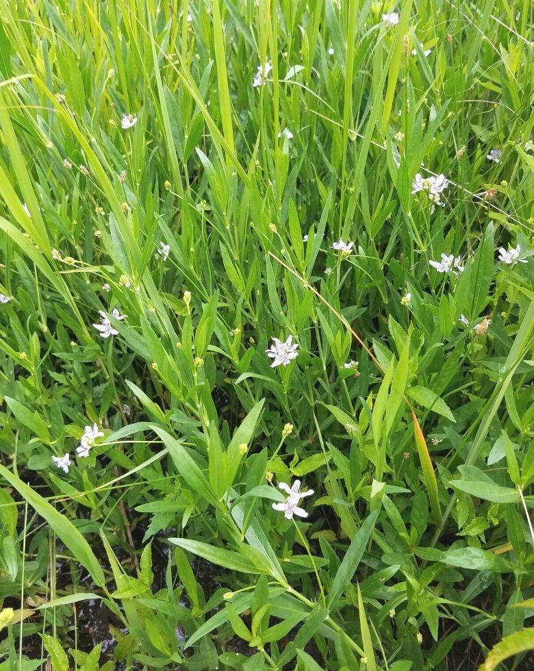 small flowers in green growth