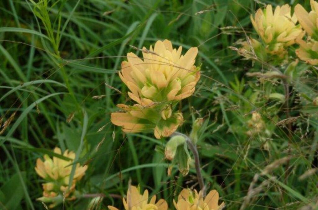 Yellow Indian paintbrush (Castilleja coccinea) Lattner Steve Craig