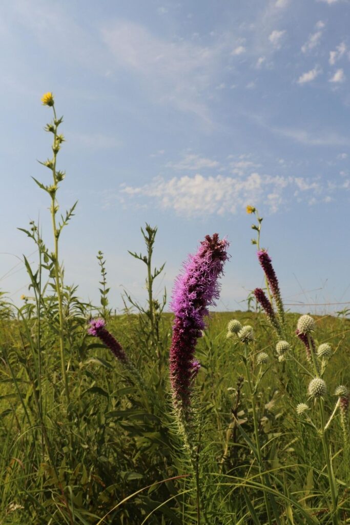 wildflowers at snowball hill prairie