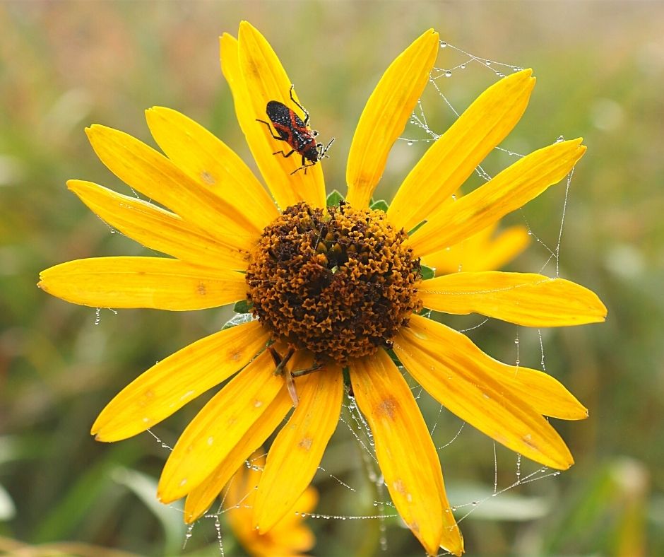 milkweed bug on yellow composite flower
