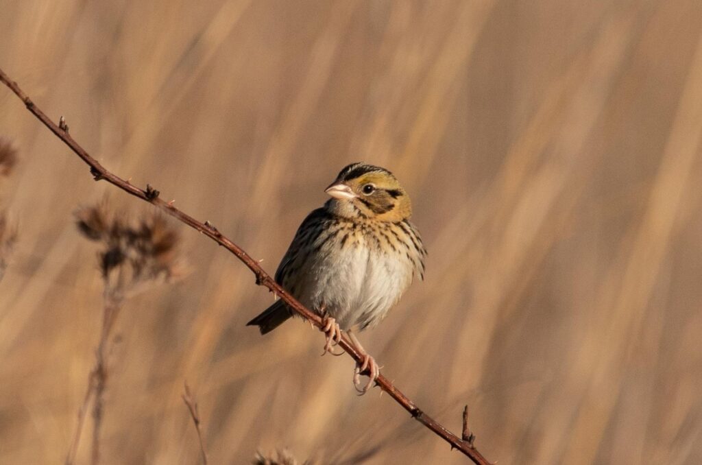 small brown sparrow on a twig