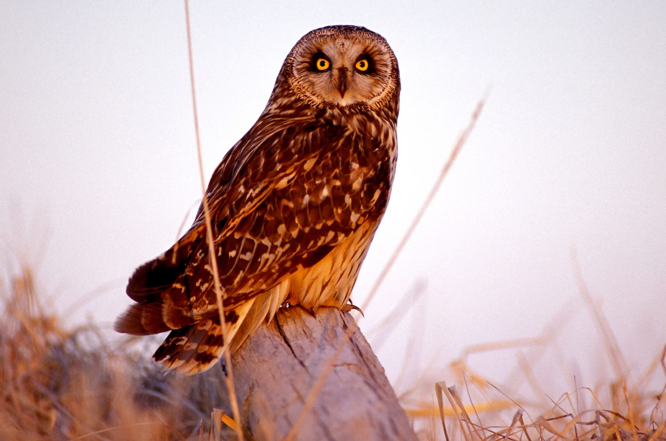 Short-eared owl MDC
