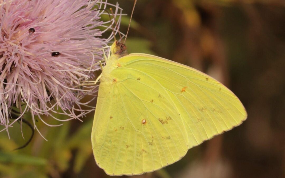 Cloudless Sulphur Butterflies Active in Late Summer