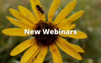 Webinars and Master Classes for the New Year