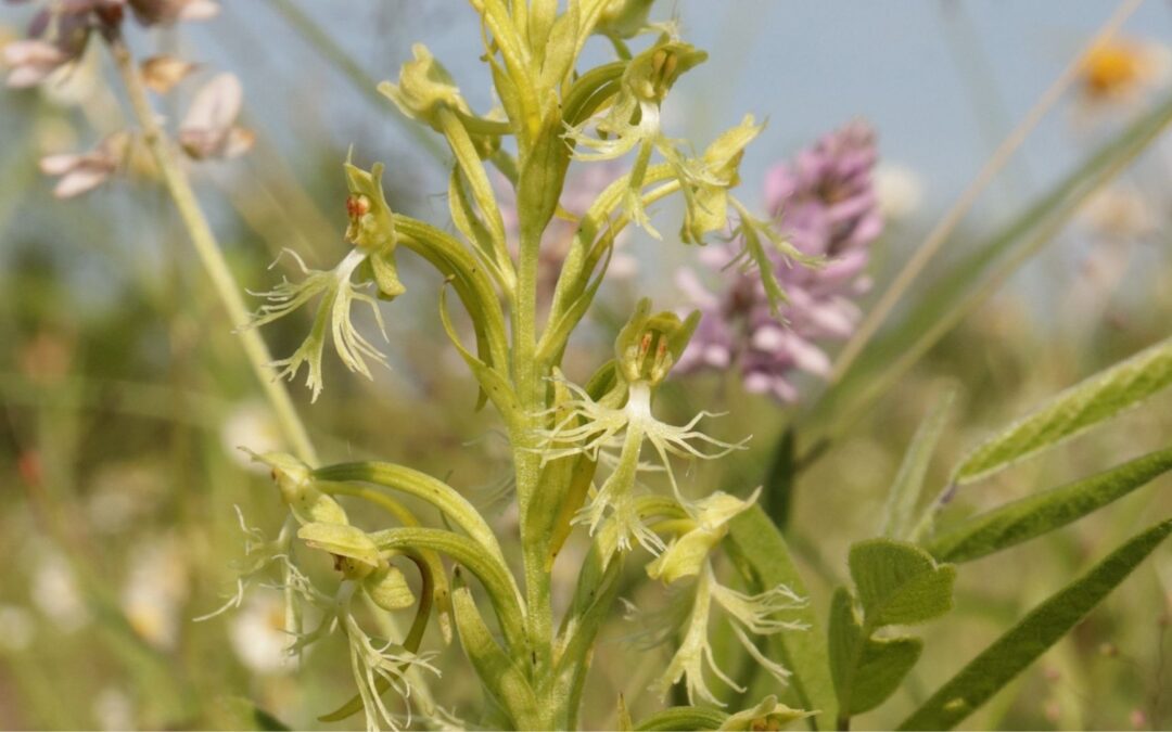 MPF’s Northwest Lawrence County Prairie