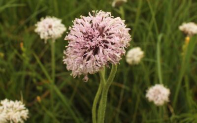 The Rae Letsinger Prairie