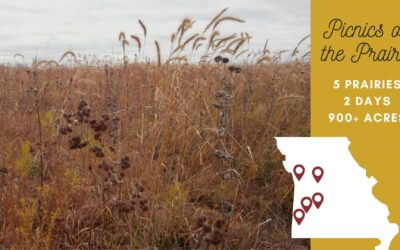Snapshots from Late Fall Prairie Picnics