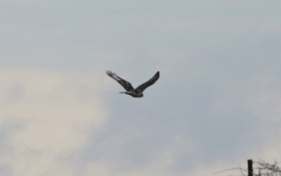 Ferruginous Hawk at Prairie State Park