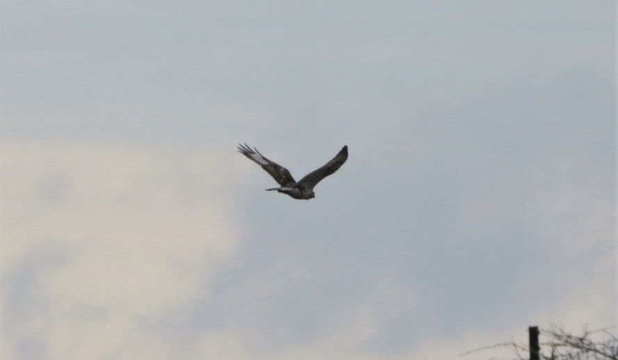 Ferruginous Hawk at Prairie State Park
