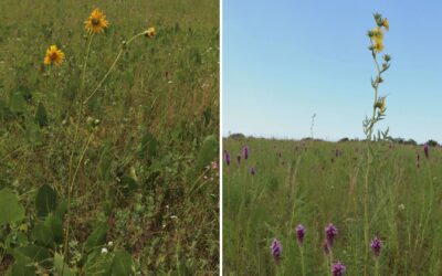 Another Prairie Saved by MPF