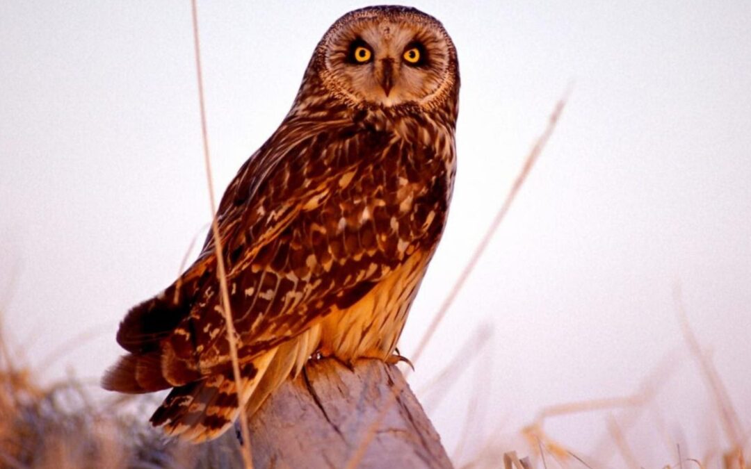 Wintering Short-eared Owls