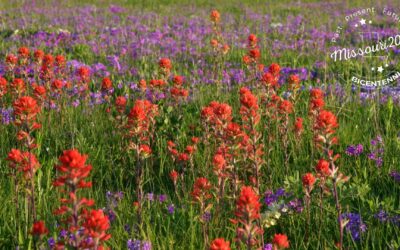 Missouri Prairie Foundation Announces Missouri Bicentennial Project