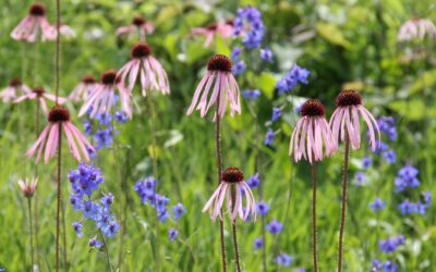 Call for 2025 Award Nominations