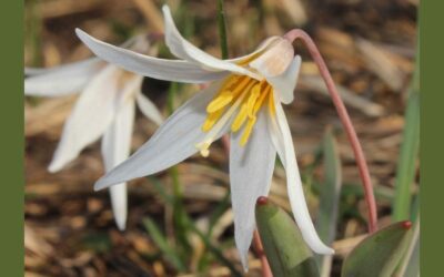 Look out for Lilies in our Prairies this Spring