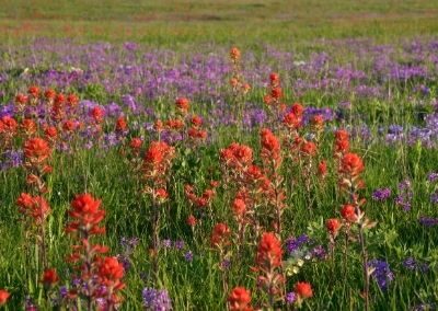 Lordi Marker Prairie