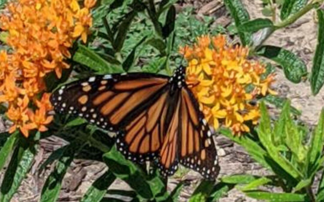 Call for MPF Prairie Garden Grant Applications