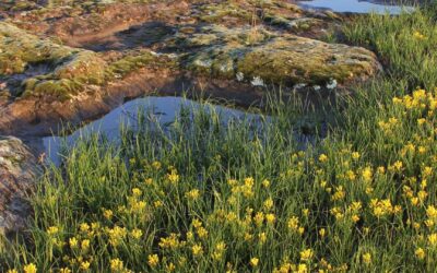 MPF 2021 Geology and Native Grasslands Tours