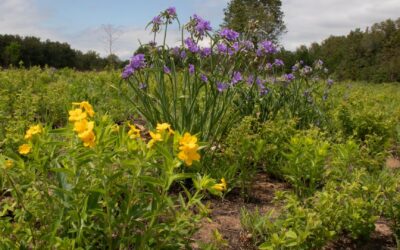 MPF Purchases Rare Sand Prairie in SE Missouri