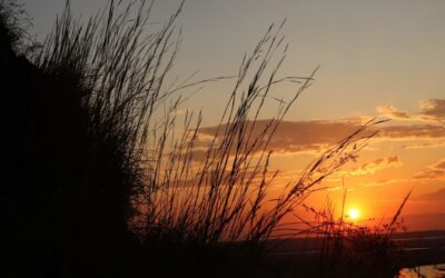 Missouri Prairie Foundation Bestows 2021 Awards