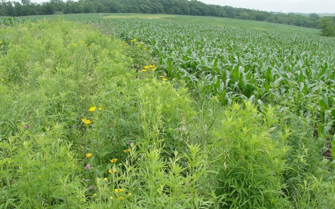 Prairie Strips Webinar July 21: Harnessing the Power of Prairie to Benefit Farms