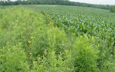Prairie Strips Webinar July 21: Harnessing the Power of Prairie to Benefit Farms