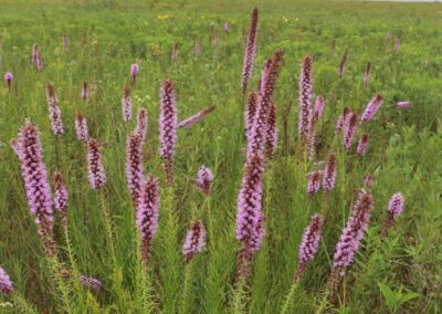 Goodnight-Henry Prairie