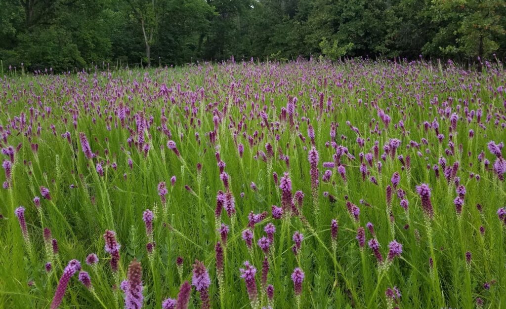Purple flowers and green foliage in a prairie.