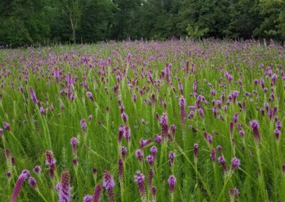 Shelton L. Cook Meadow