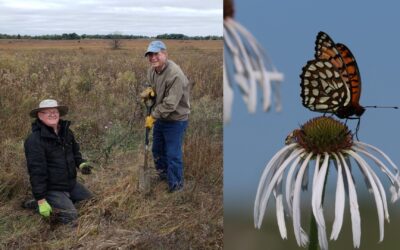 Planting Prairie Violet Plugs to Help Regals