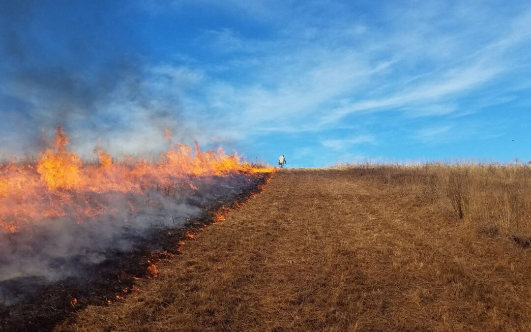 Prescribed Burns on MPF Prairies