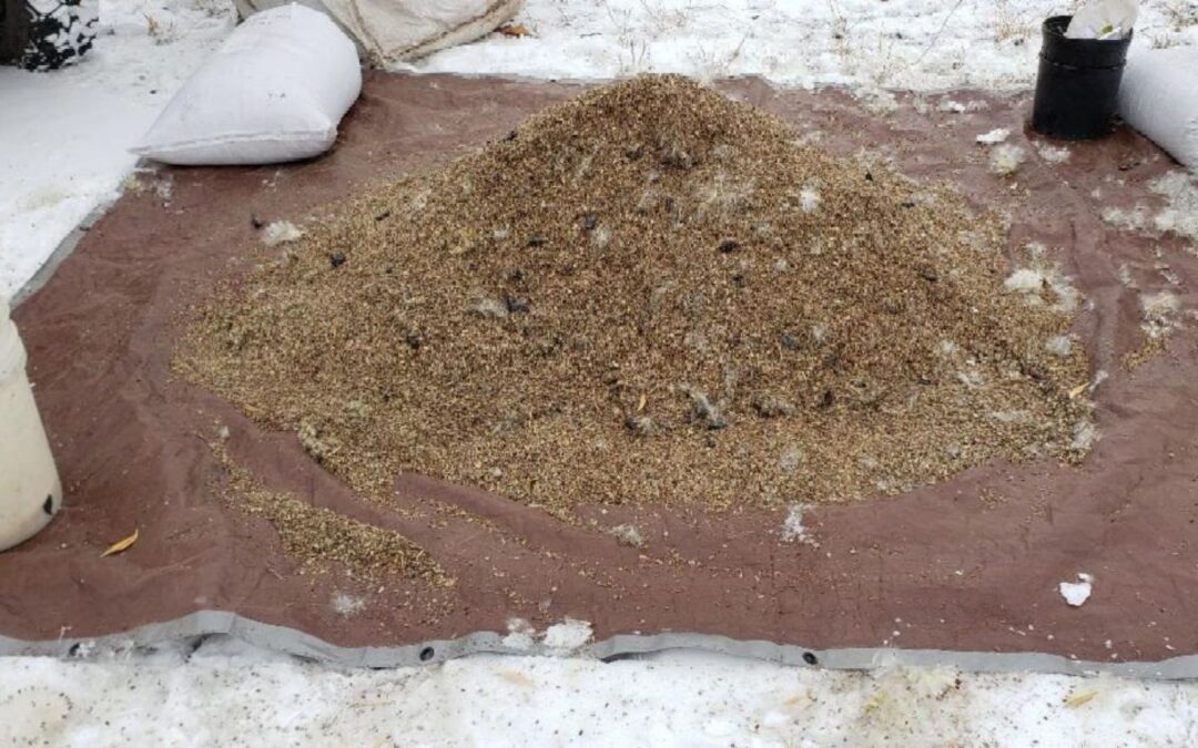 Later-Winter Seeding