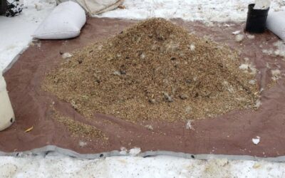 Later-Winter Seeding