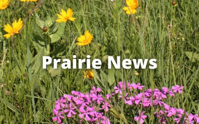 Now Hiring: Missouri Prairie Foundation and Grow Native! Operations Assistant