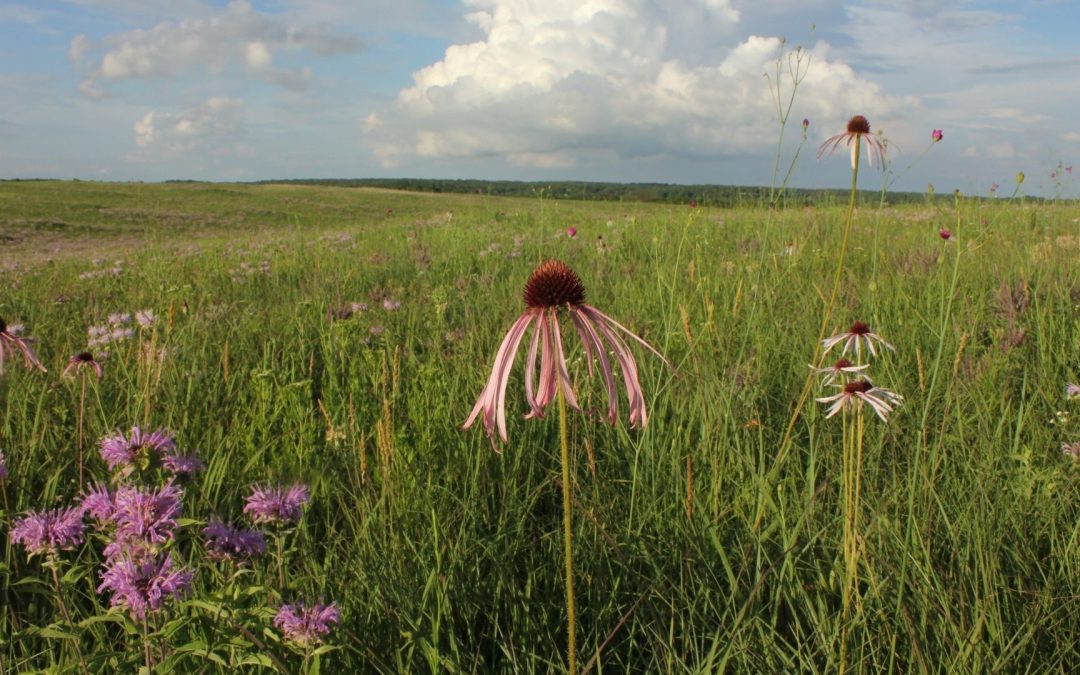 MPF 2022-2026 Strategic Plan