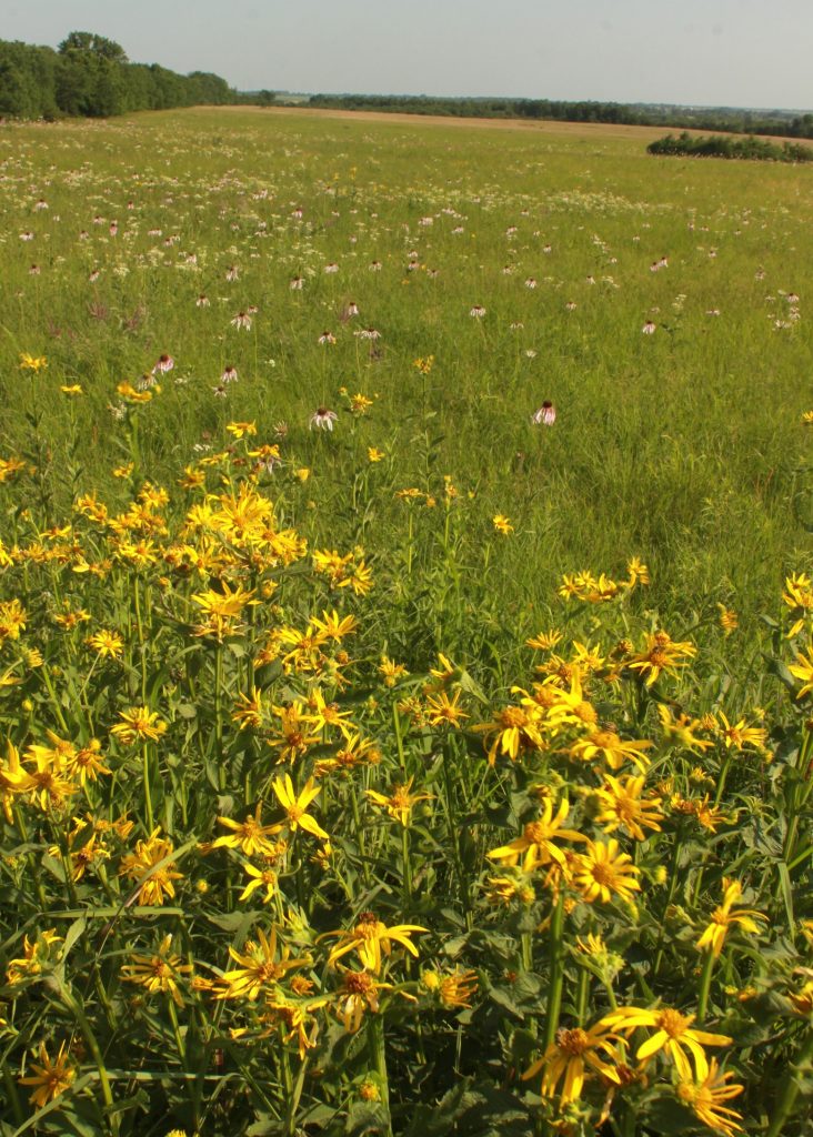 Yellow flowers in the foreground and purple flowers along with green foliage in a prairie.