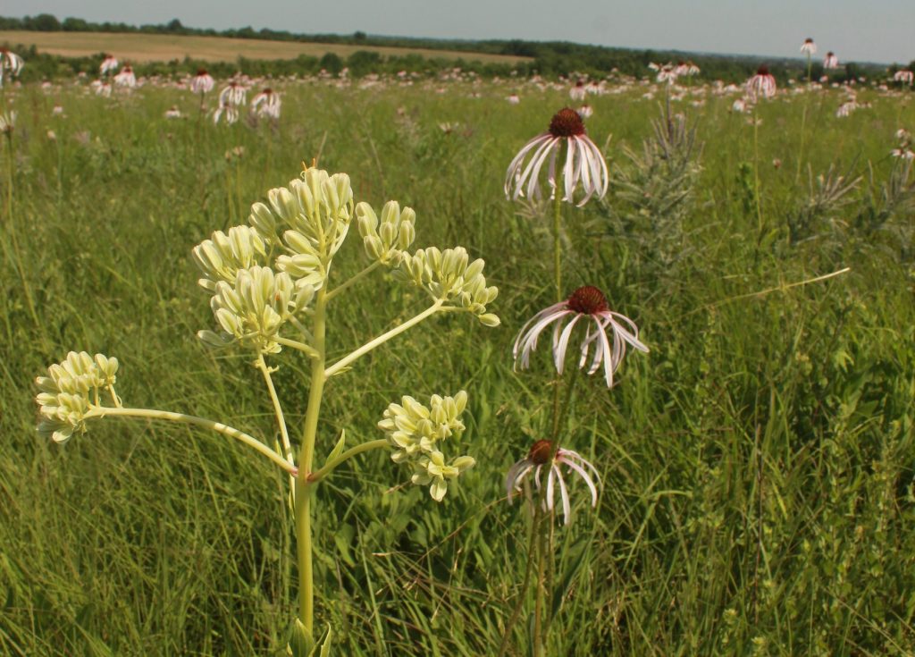 Purple and creamy white flowers and green foliage in a prairie.