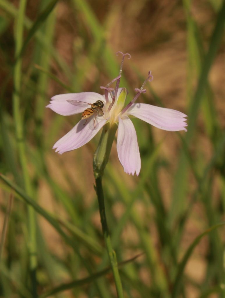 Insect on pink flower.