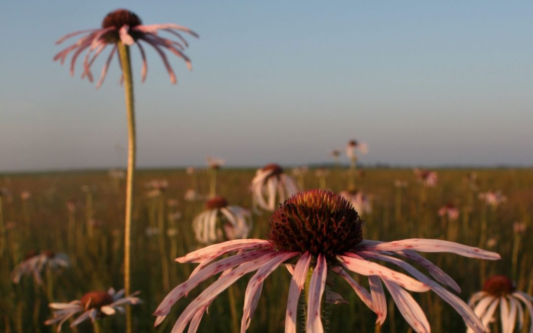 Missouri Prairie Foundation Bestows 2022 Awards