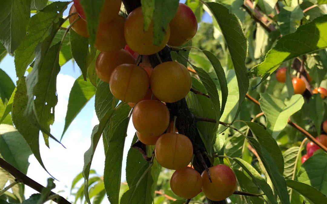 Fruits Reaped from 2018 Garden Grant