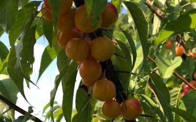 Fruits Reaped from 2018 Garden Grant