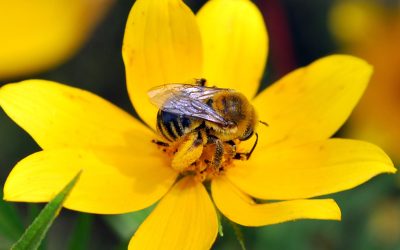 Spring and Summer Wildflower Walks with Dr. James Trager at Shaw Nature Reserve
