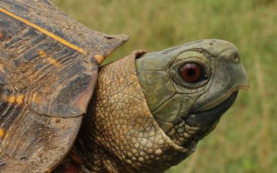 Help a Herp Out: Turtles Need Quality Habitat & a Little Help from Human Friends