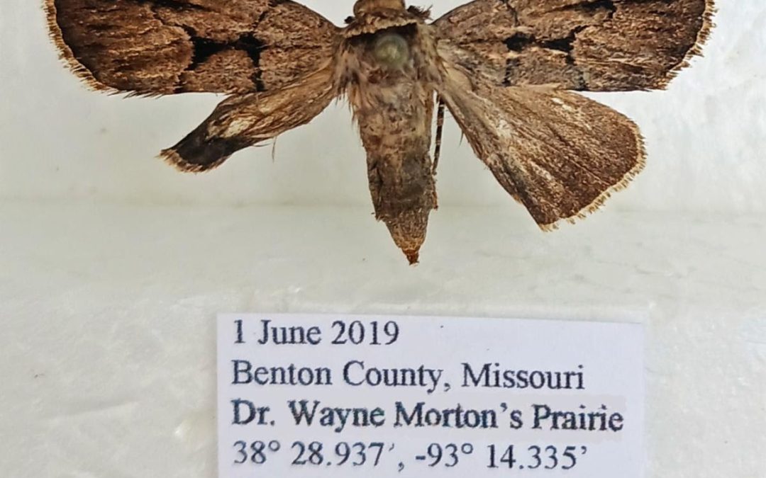 photo of moth specimen collected in Benton County with notes on collection typed below photo