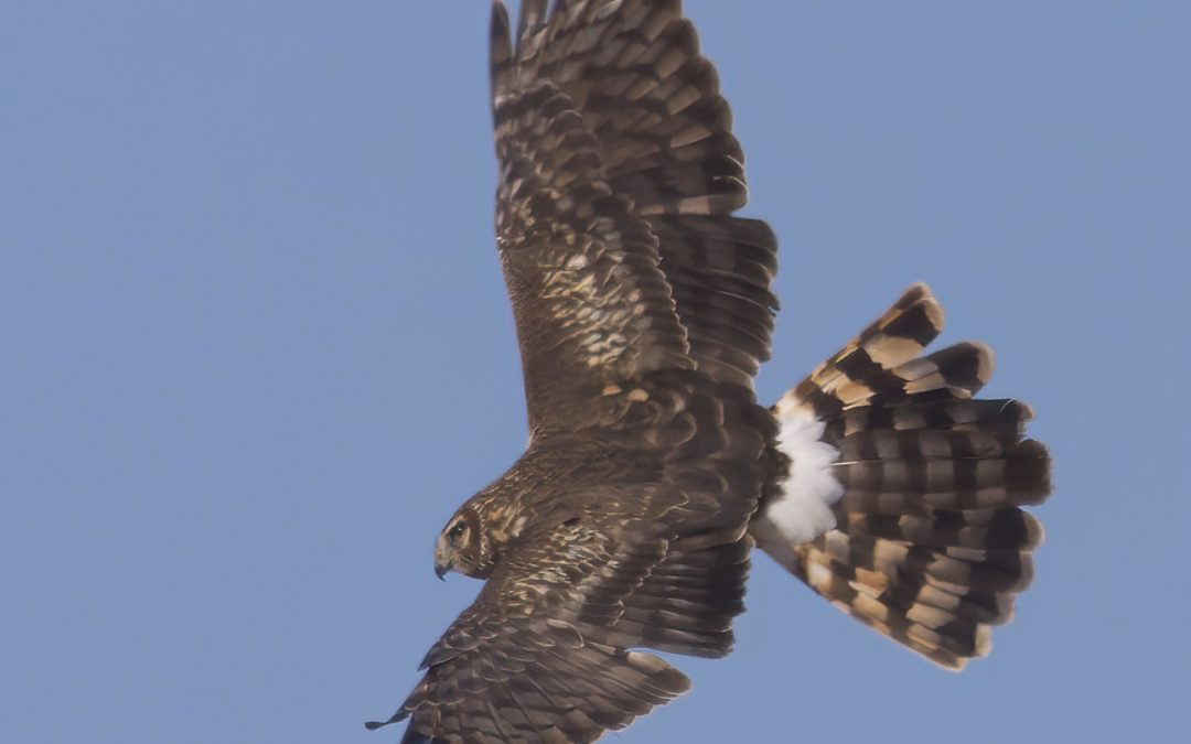 Braving the Elements for Winter Birding, Citizen Science at Three MPF Prairies
